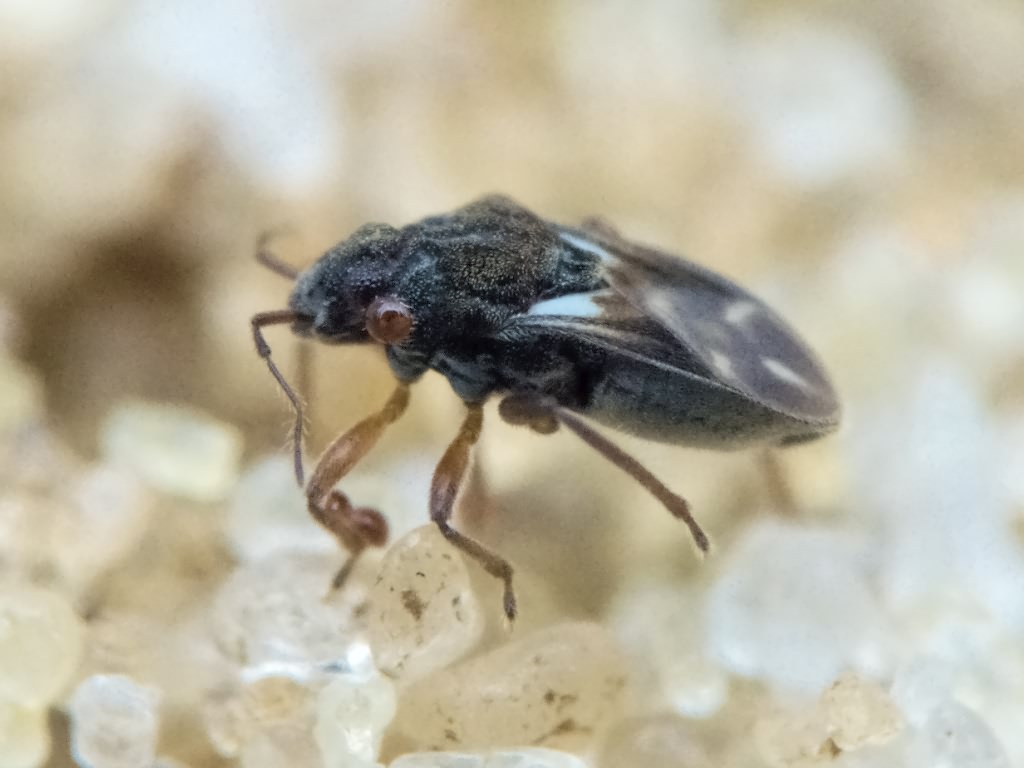 Hebrus pusillus (Fallén, 1807)